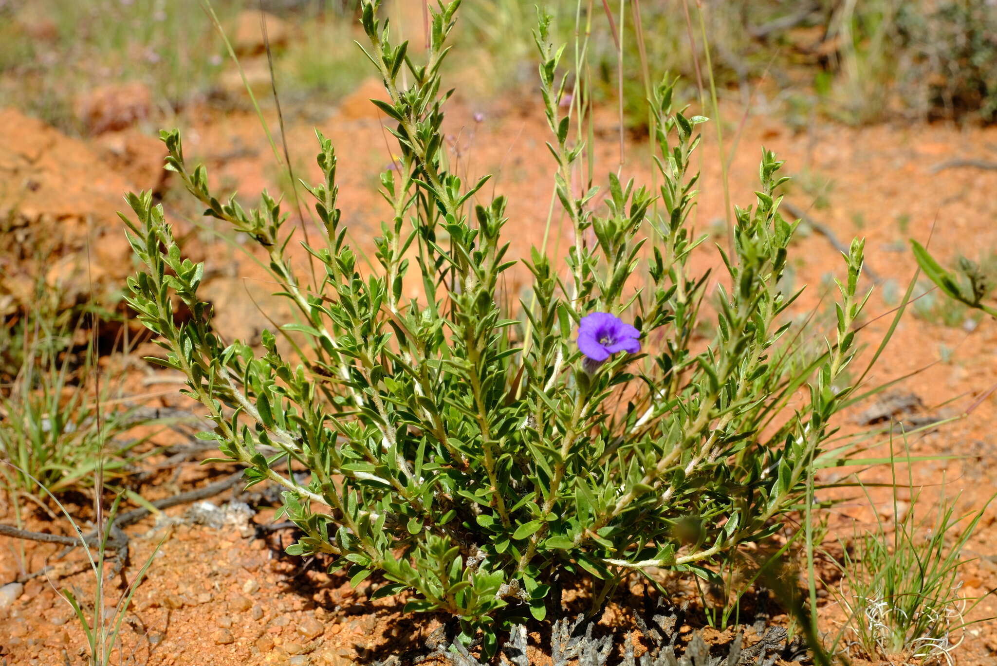 Image of Aptosimum albomarginatum Marl. & Engl.