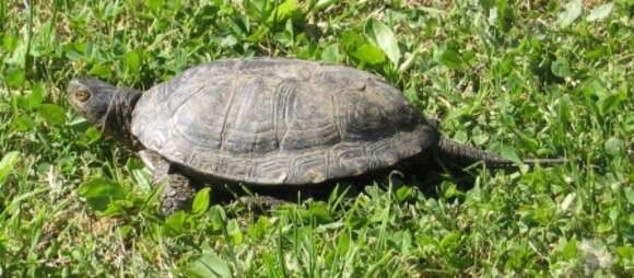 Image of Sicilian Pond Turtle