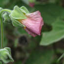 Слика од Callianthe pauciflora (A. St.-Hil.) Dorr