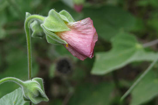 Imagem de Callianthe pauciflora (A. St.-Hil.) Dorr