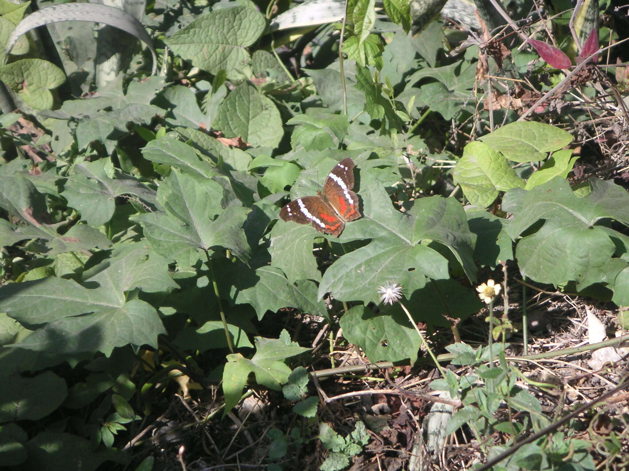 Image of Banded Peacock