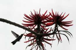 Image de Erythrina americana Mill.