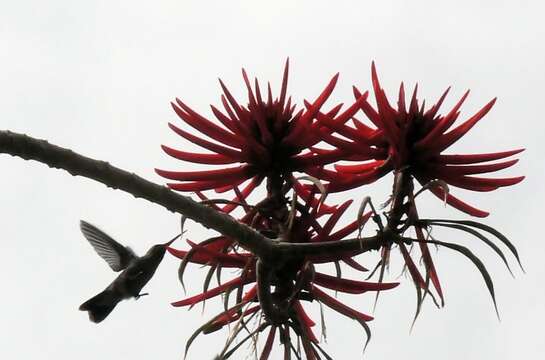 Image of Erythrina americana Mill.