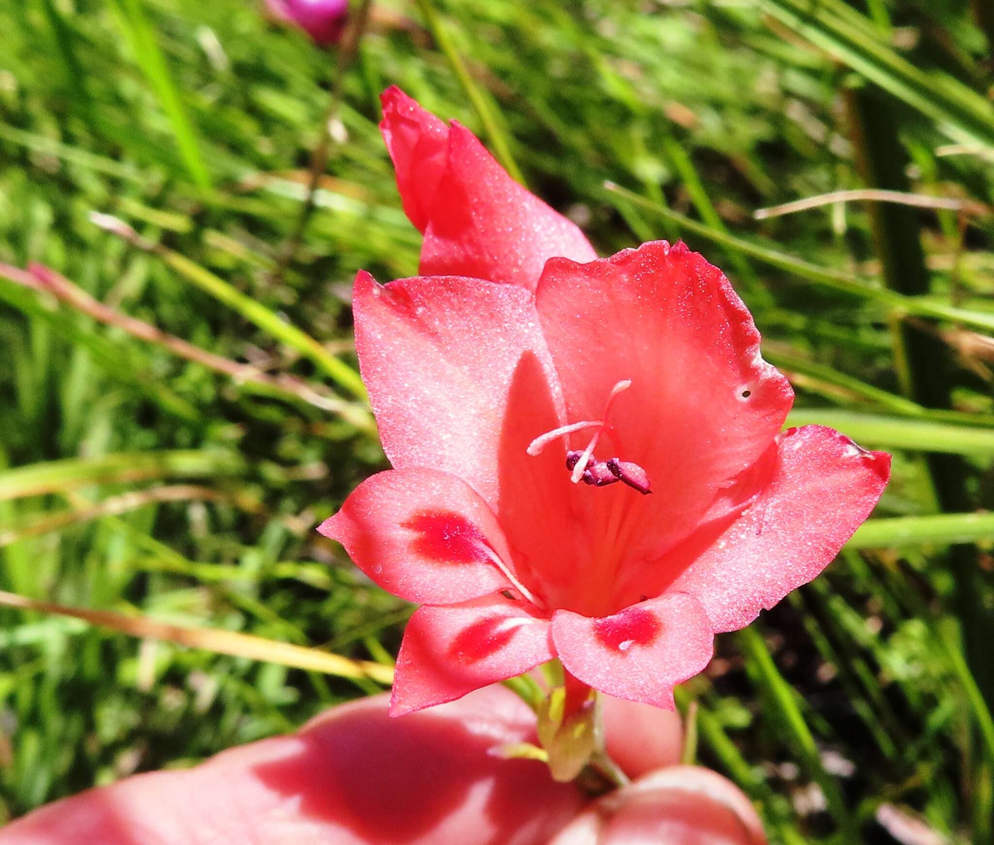 Слика од Gladiolus oreocharis Schltr.