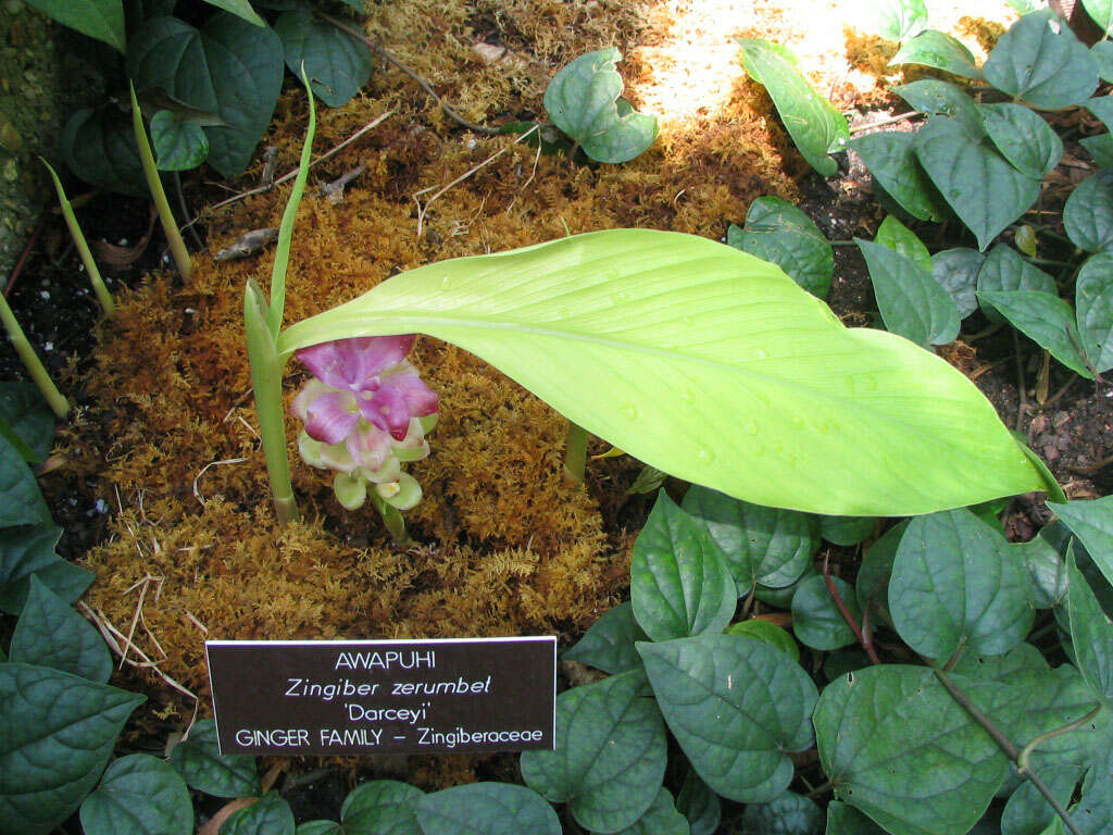 Image of shellplant