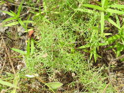 Image of narrowleaf pinweed