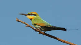 Image of Rainbow Bee-eater