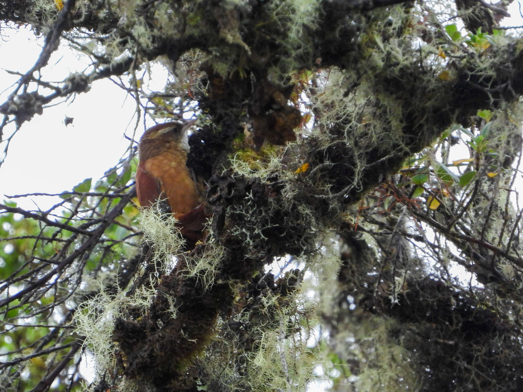 Image of Ruddy Treerunner