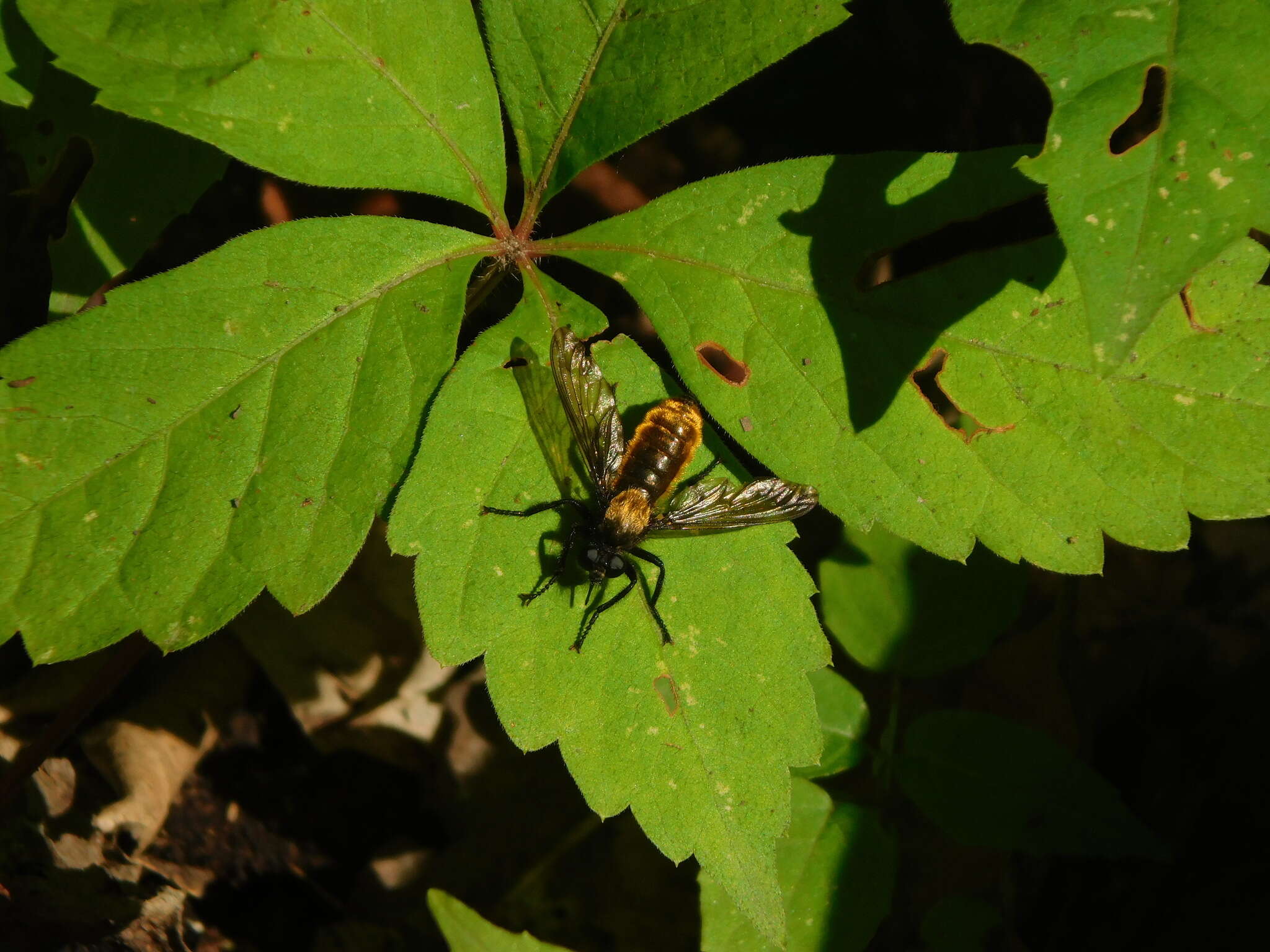 Image of Laphria sericea Say 1823