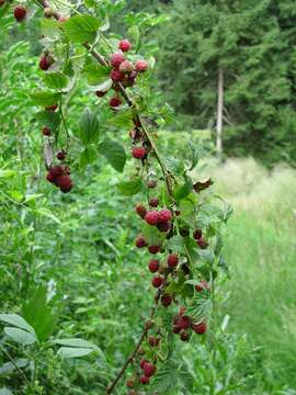 Image of Raspberry