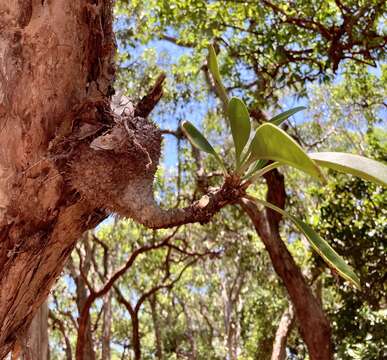 Imagem de Myrmecodia beccarii Hook. fil.