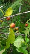 Image de Ficus exasperata Vahl