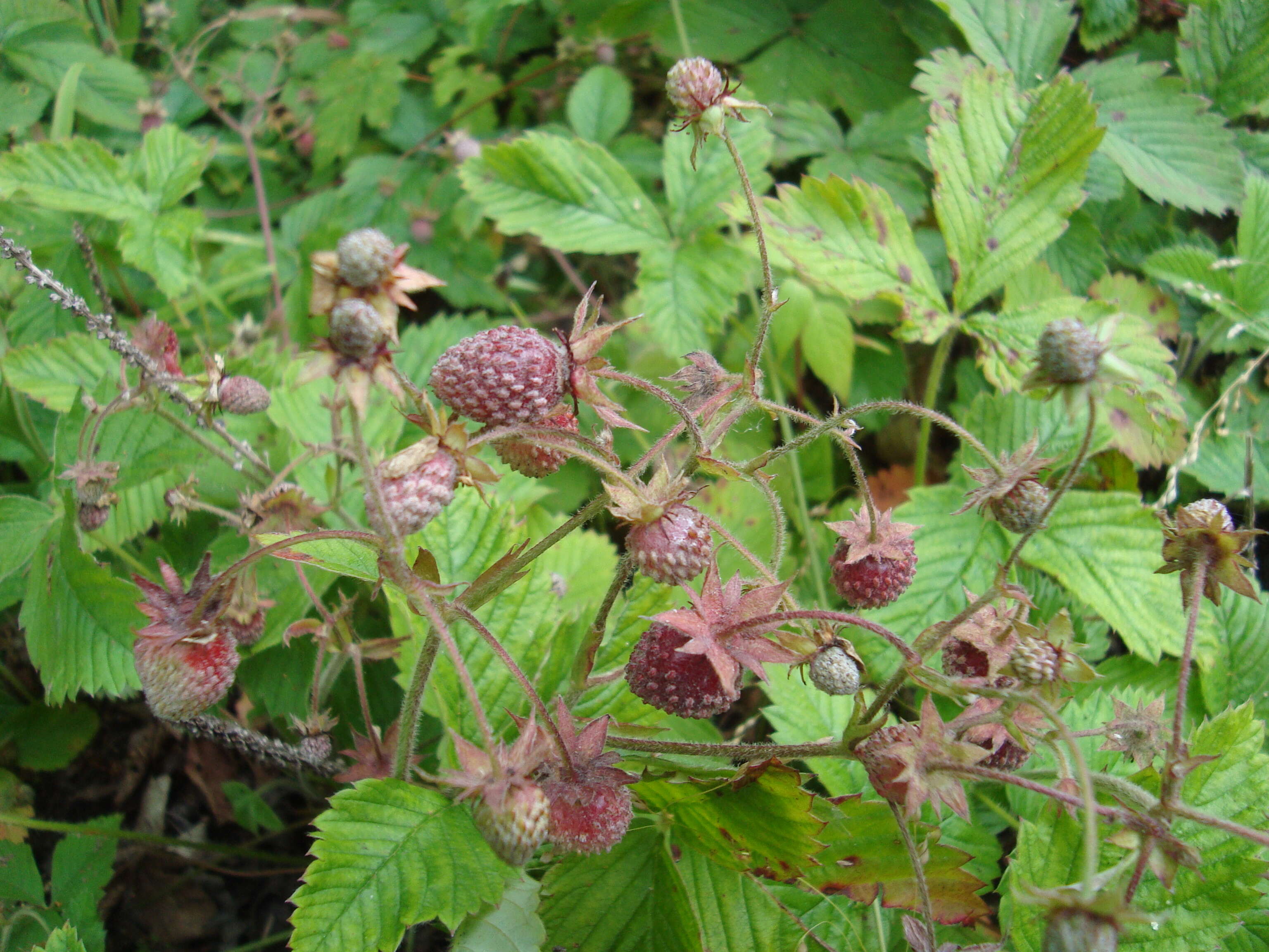 Image of Hautbois Strawberry