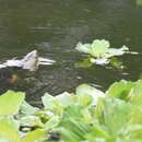 Image of Chinese Stripe-necked Turtle