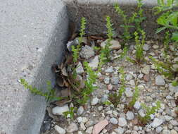 Image of american speedwell