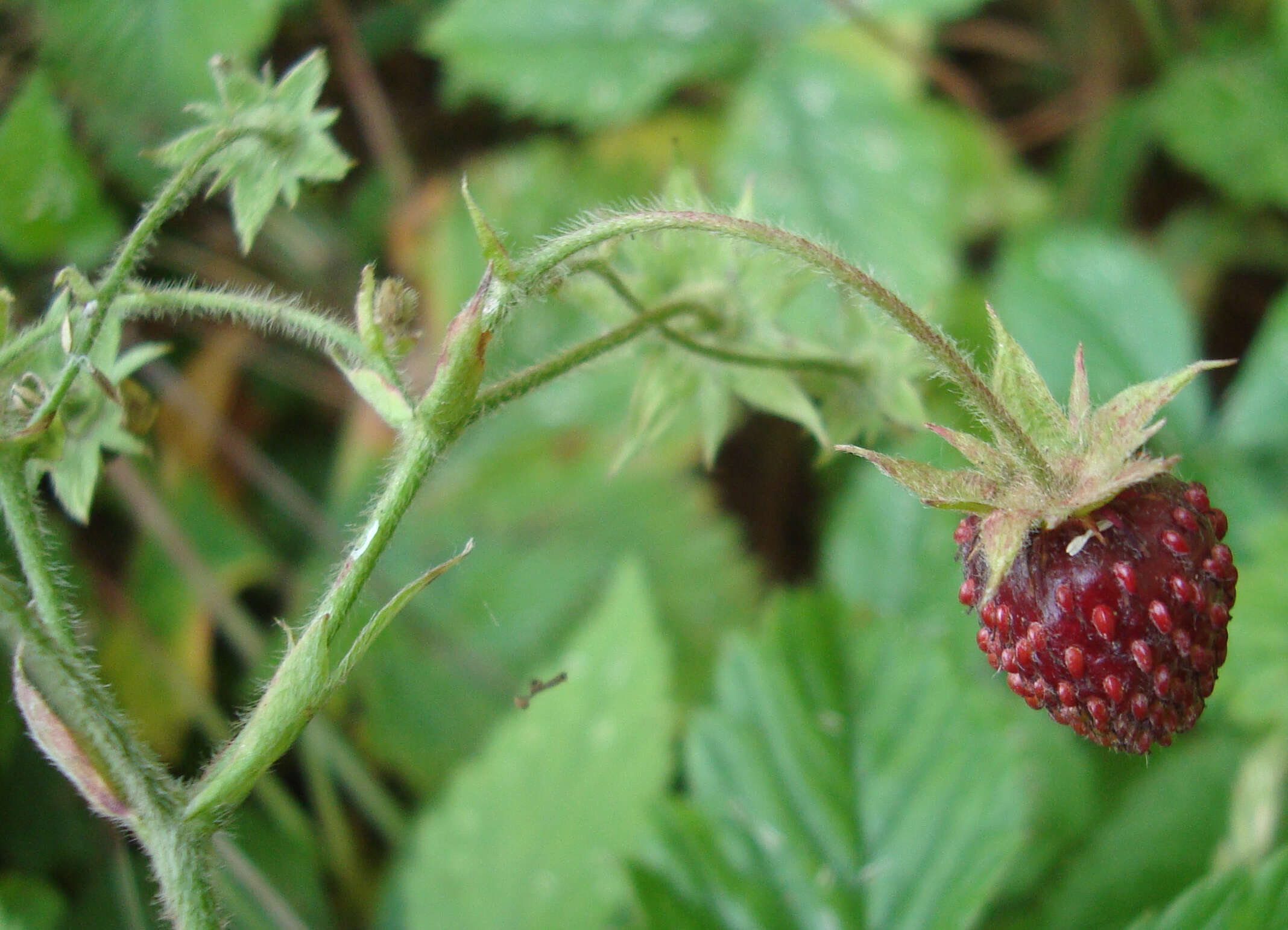 Image of Hautbois Strawberry