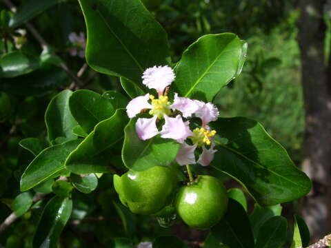 Imagem de Malpighia glabra L.