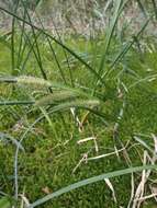 Image of beaked sedge