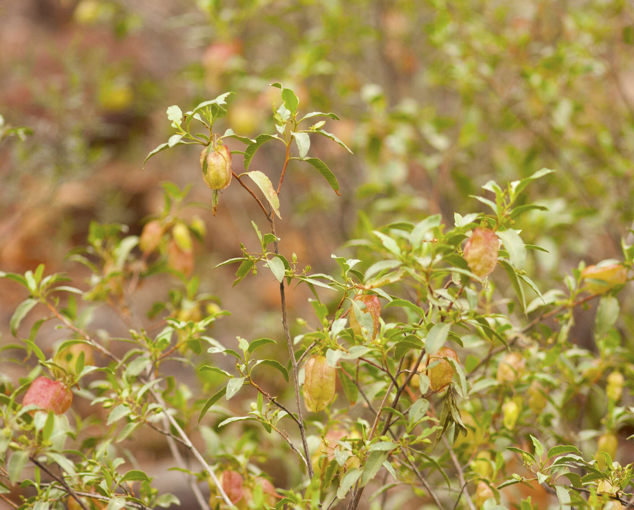 Image of Dodonaea petiolaris F. Müll.