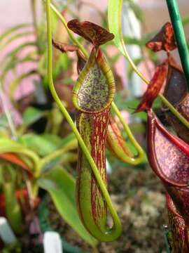 Image of Nepenthes copelandii