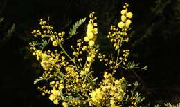 Imagem de Acacia terminalis (Salisb.) J. F. Macbr.