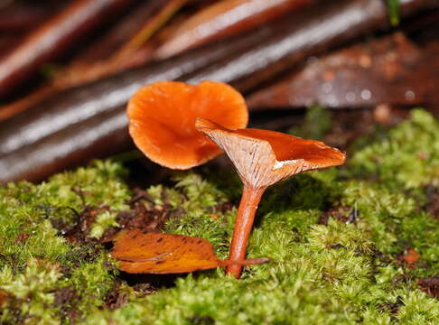 Plancia ëd Lactarius eucalypti O. K. Mill. & R. N. Hilton 1987