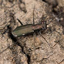 Image of Cliff tiger beetle