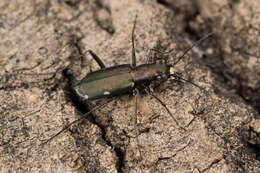 Image of Cliff tiger beetle