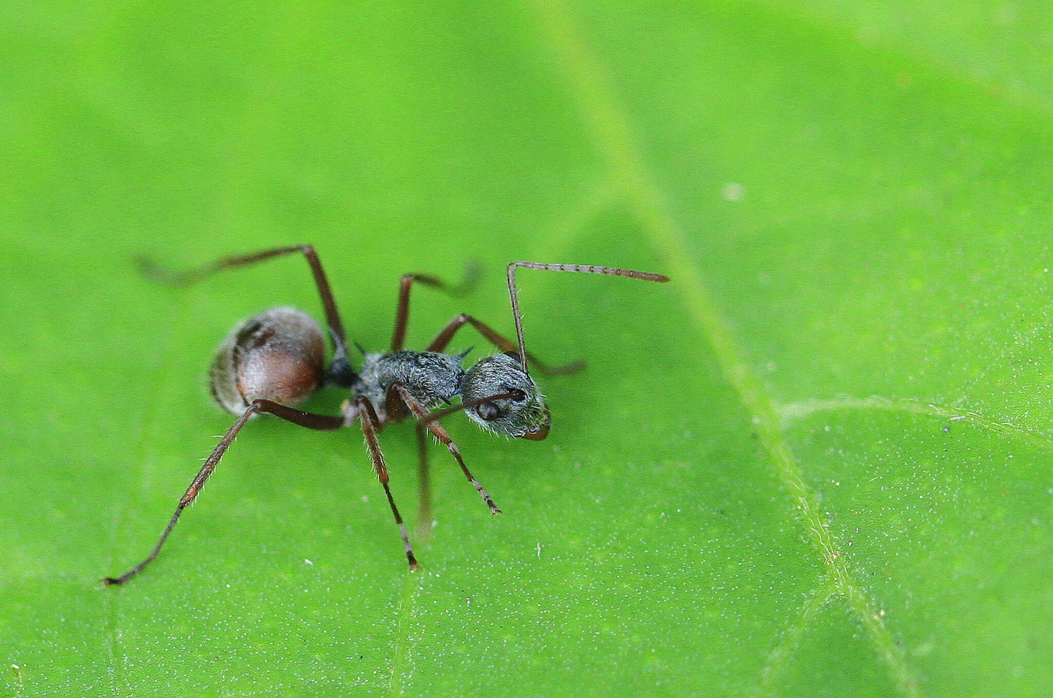 Image of Polyrhachis bicolor Smith 1858