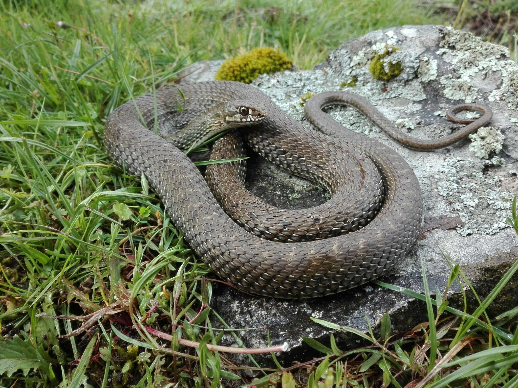 Image of Montpellier Snake