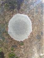 Image of pore lichen