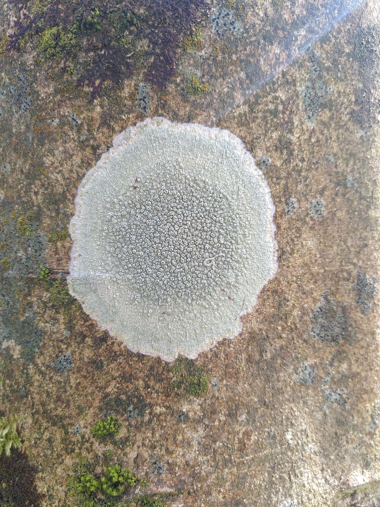 Image de Pertusaria hymenea (Ach.) Schaer.