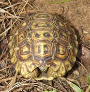 Image of Southeastern hinge-back tortoise