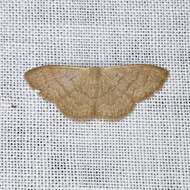 صورة Idaea uniformis Warren 1896