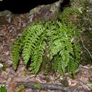 Sivun Asplenium fontanum subsp. fontanum kuva