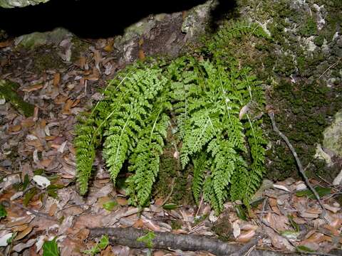 Image of Asplenium fontanum subsp. fontanum