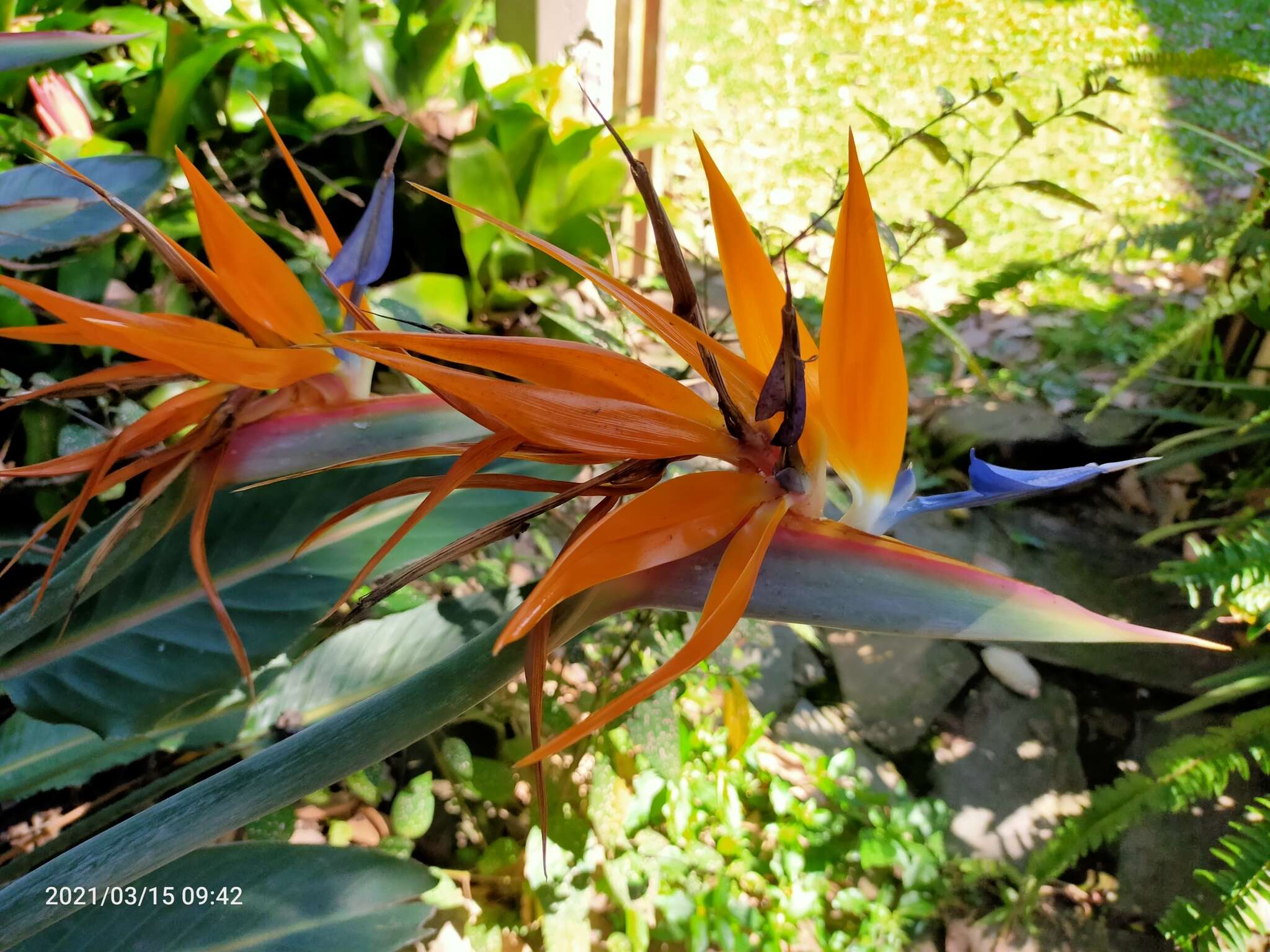 Image of Strelitzia reginae subsp. reginae