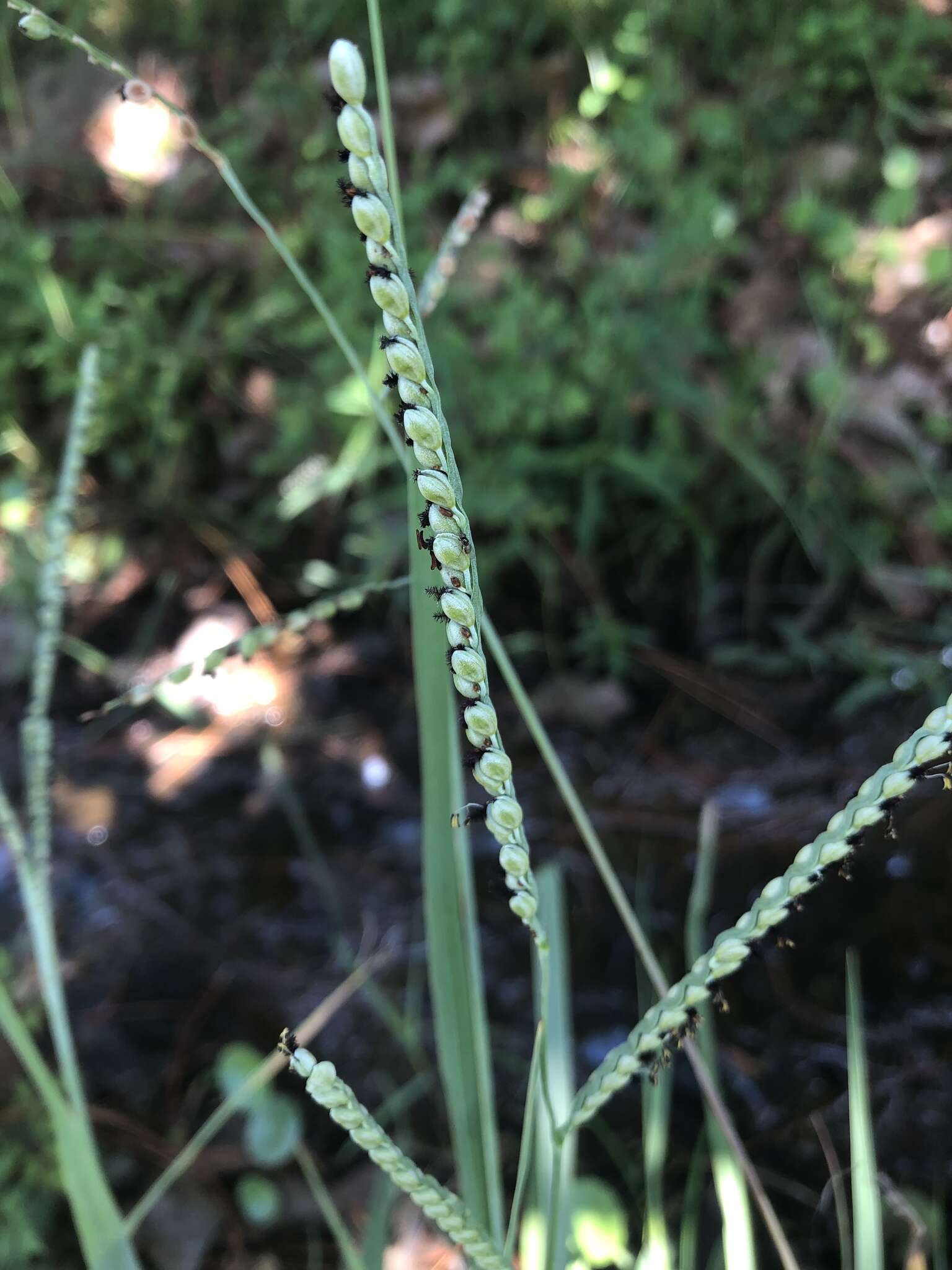 Imagem de Paspalum floridanum Michx.