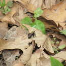 Image of Carlin's Andrena