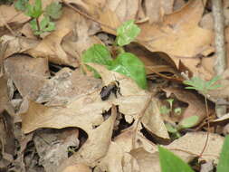 Image of Carlin's Andrena