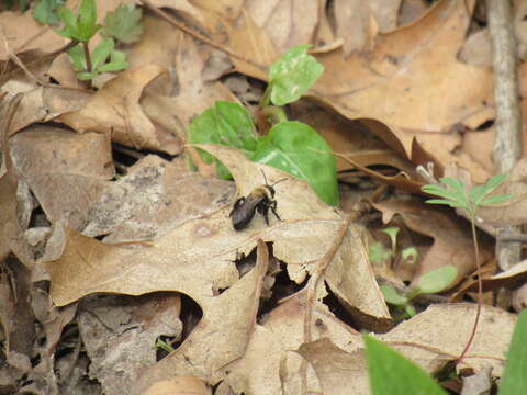 Image de Andrena carlini Cockerell 1901