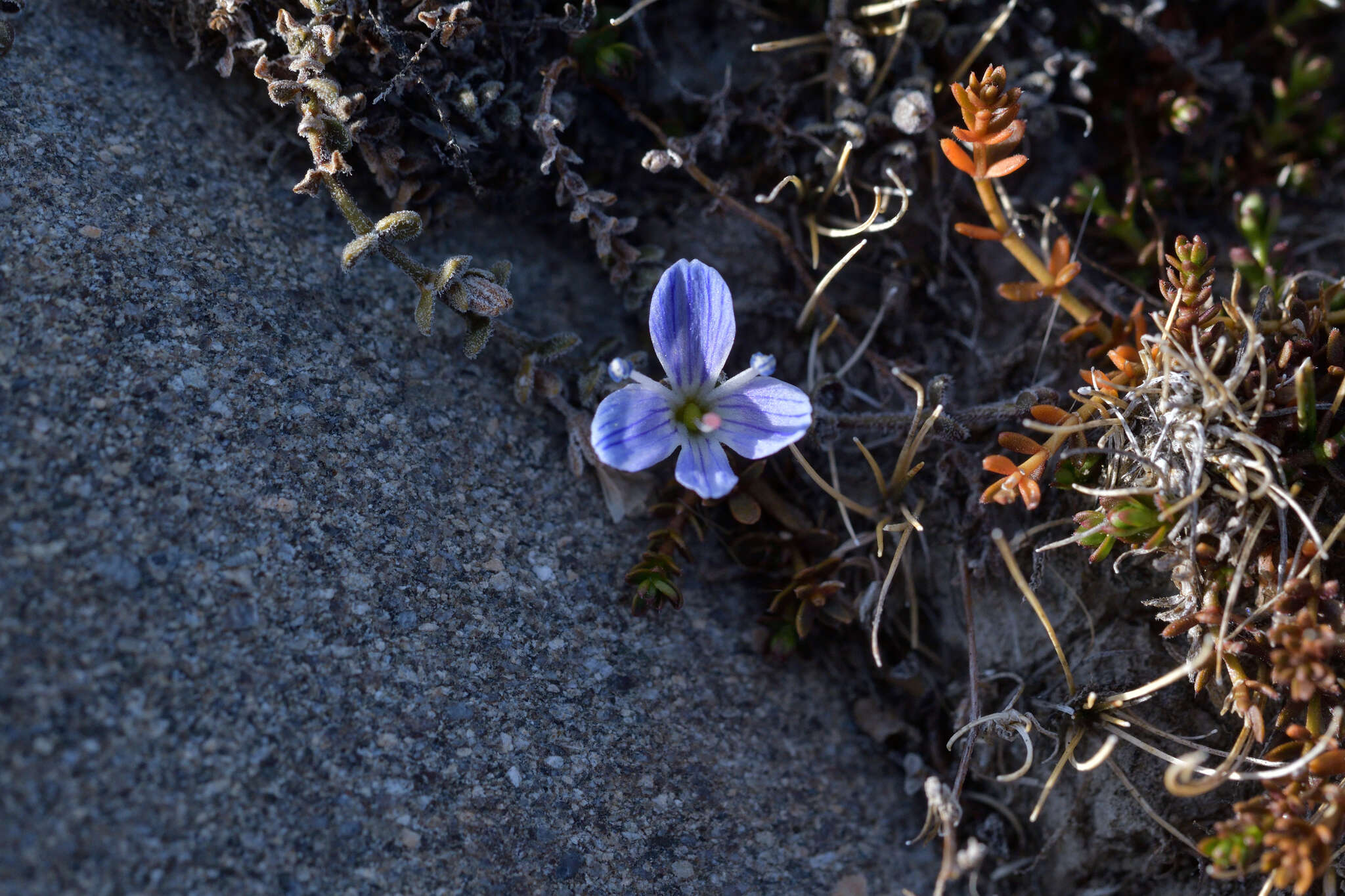 Veronica canescens T. Kirk resmi