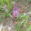 Image de Orchis mascula subsp. speciosa (Mutel) Hegi