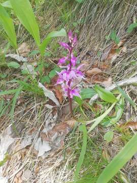 Image de Orchis mascula subsp. speciosa (Mutel) Hegi