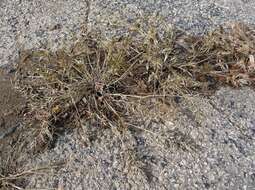 Image of stinkgrass