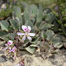 Sivun Pelargonium ovale subsp. ovale kuva