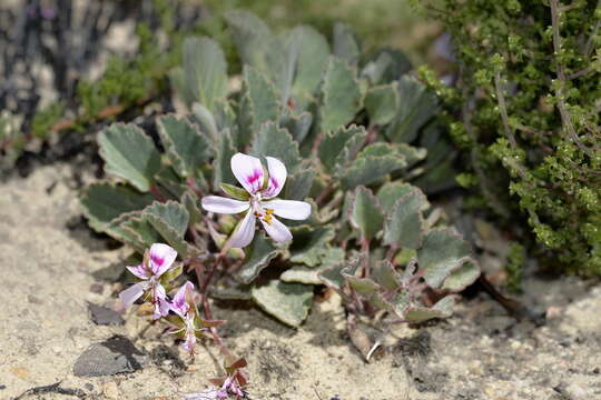 Imagem de Pelargonium ovale (Burm. fil.) L'Her.