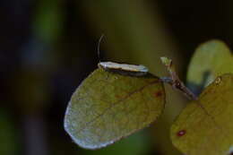 Image of Kiwaia parvula Philpott 1930