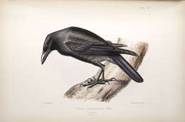 Image of Jamaican Crow