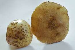 Image of Yellow spotted amanita